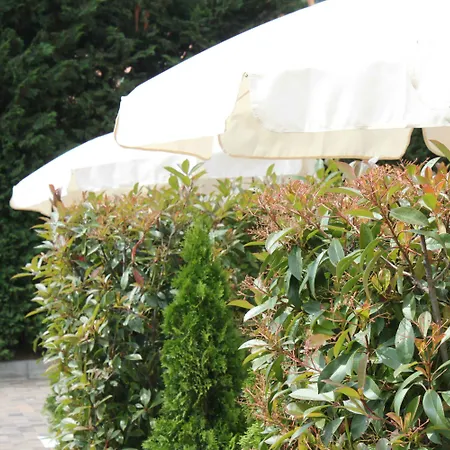 Western Anthurium 4*