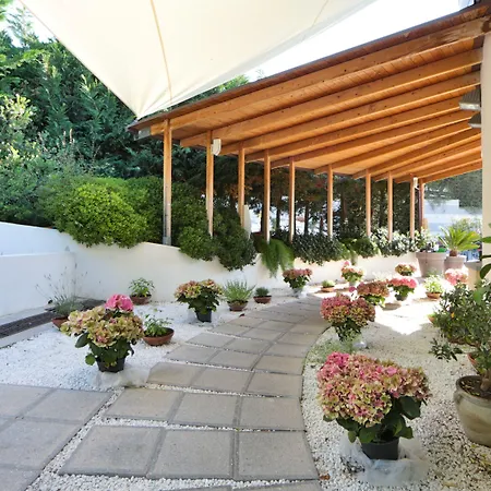 Western Anthurium 4*