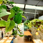 Western Anthurium Santo Stefano al Mare