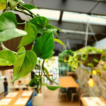 Western Anthurium Santo Stefano al Mare