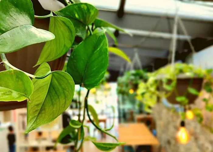 Western Anthurium Santo Stefano al Mare