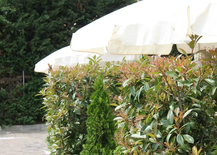 Western Anthurium 4*